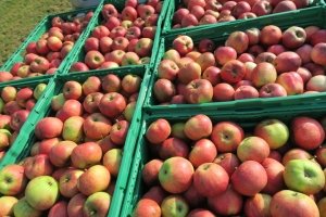 Frische Bio-Äpfel aus eigenem regionalem Anbau