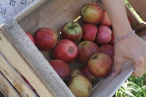 Äpfel in einer Holzkiste nach der Ernte